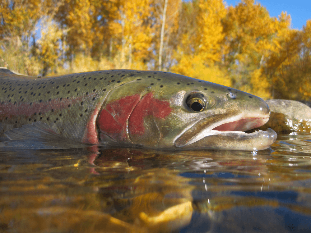 Close-up of a rainbow trout in clear water with autumn leaves in the background.