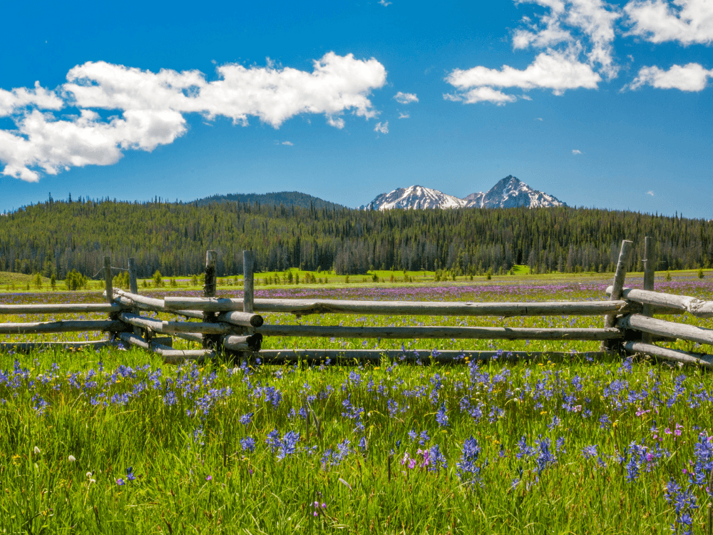 A wooden fence borders a vibrant field of purple flowers with snow-capped mountains in the background under a blue sky.