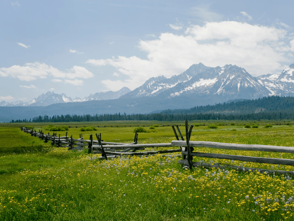 A scenic view of a grassy field with wildflowers and a wooden fence, set against a backdrop of snow-capped mountains under a clear blue sky.