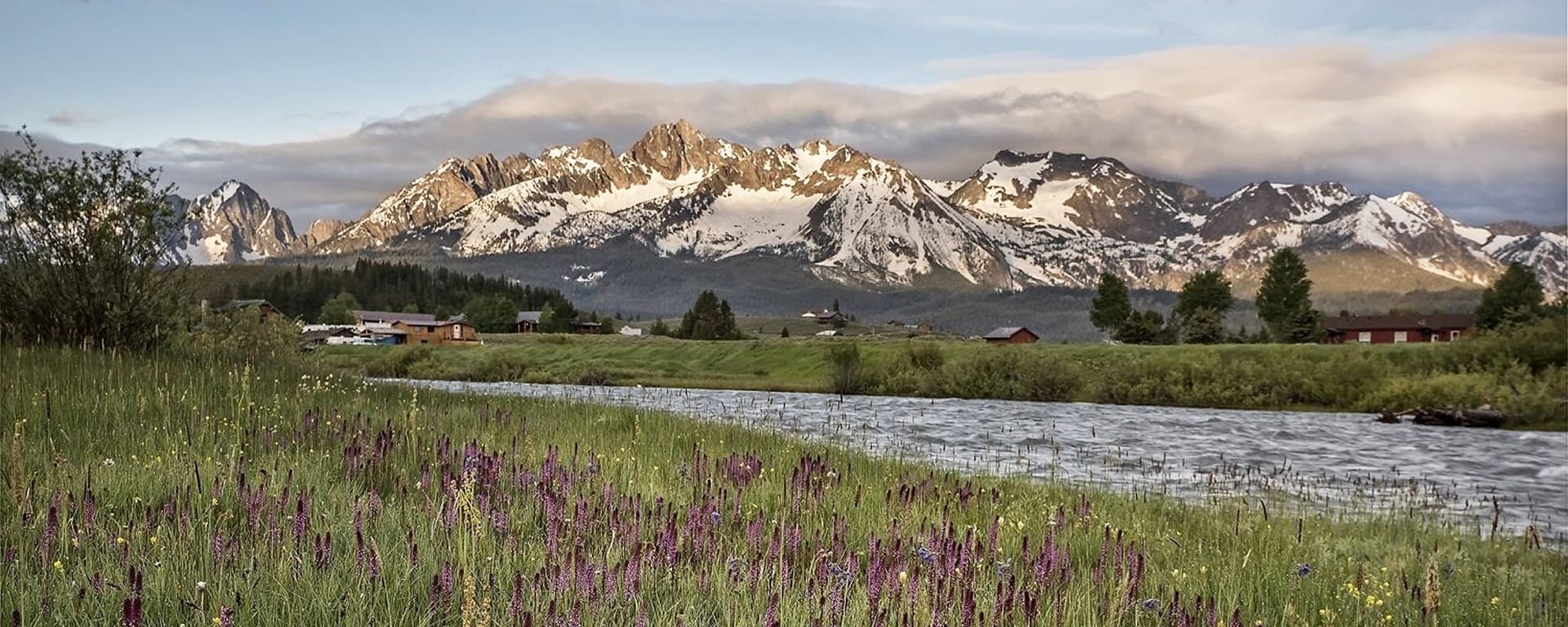 Colorful wildflowers in a lush green field with snow-capped mountains in the background.
