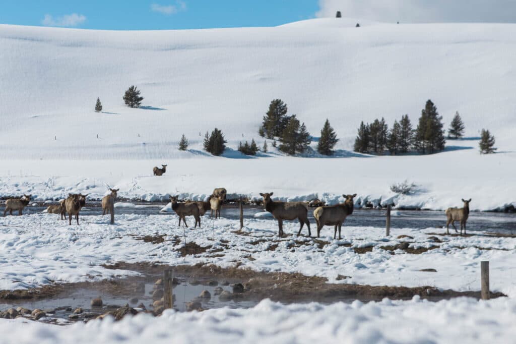 A herd of elk stands near a snowy riverbank with rolling hills in the background.