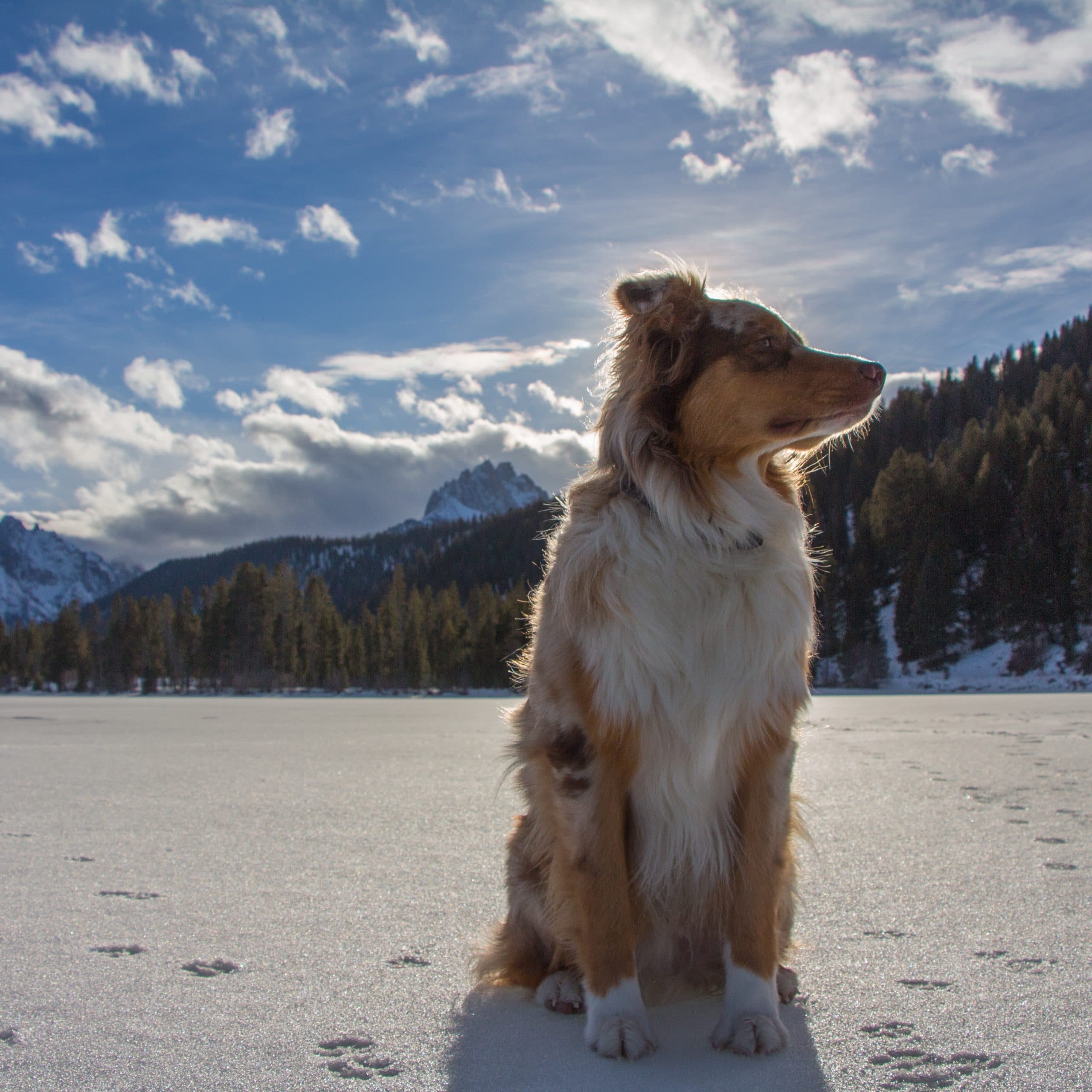 A dog sits on a snowy landscape with mountains and a blue sky in the background. A dog sits on a snowy landscape with mountains and a blue sky in the background.